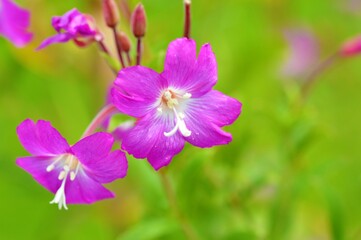 Great Willowherb (Epilobium hirsutum).