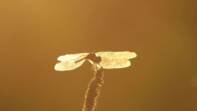A dragonfly is standing on top of a wheat tassel on a sunny afternoon. It then takes off, catches a bug and comes back to eat it. Footage is backlit with sunlight and isolated silhouette is visible. 