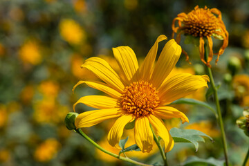 Yellow flowers in the garden
