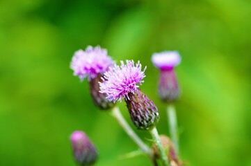 Creeping Thistle (Cirsium arvense).