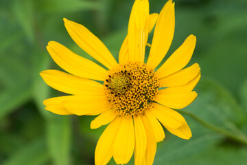 yellow garden flower macro selective focus