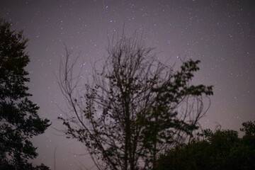 stars in night sky above trees