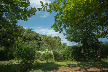 trees in field, Garrotxa, Spain