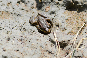 A small brown frog sits on the wet sand on a Sunny day. Selective focus