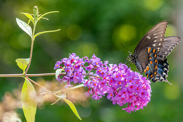 Beautiful black swallowtail butterfly with colorful spots perched on purple flower of butterfly bush