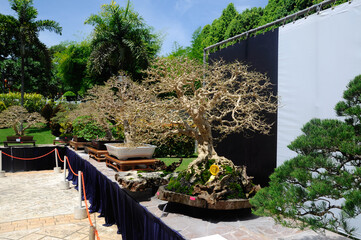 PUTRAJAYA, MALAYSIA -MAY 30, 2016: Bonsai tree display for public at the Royal Floria Putrajaya...