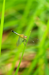 Beautiful nature scene dragonfly. Dragonfly in the nature habitat using as a background or wallpaper.The concept for writing an article. Dragonfly on leaf. Chandpur, Bangladesh / 2020.