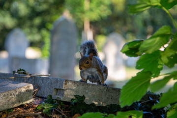 Naklejka na ściany i meble A grey squirrel on a grave stone in a cemetery or graveyard