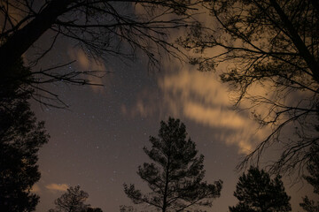 stars in night sky above trees