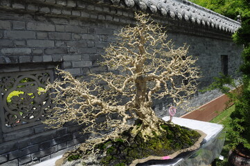 PUTRAJAYA, MALAYSIA -MAY 30, 2016: Bonsai tree display for public at the Royal Floria Putrajaya...