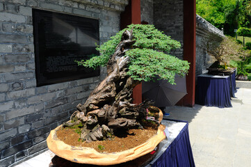 PUTRAJAYA, MALAYSIA -MAY 30, 2016: Bonsai tree display for public at the Royal Floria Putrajaya...