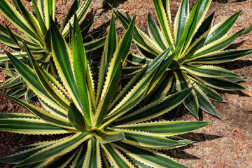 Cactus with sharp leaves