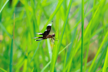 Beautiful nature scene dragonfly. Dragonfly in the nature habitat using as a background or wallpaper.The concept for writing an article. Dragonfly on leaf. Chandpur, Bangladesh / 2020.