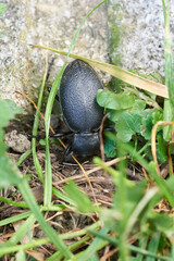 Großer Totenkäfer im Grass