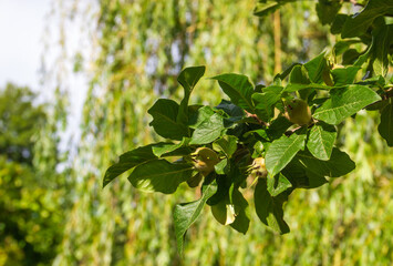 Ripening Medlar German (lat. Mespilus germanica), grows on a bush with green leaves on the branches in the garden on a sunny day.
