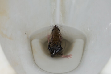 Rat in the flush toilet