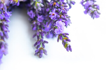 Beautiful lavender bouquet isolated on white background, top view