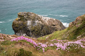 Sea thrift and cormorant's rock at Hell's Mouth Bay in Cornwall, UK