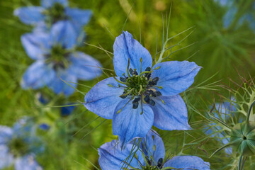 Jungfer im Grünen