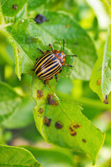 Colorado potato beetle sitting on a pitted potato leaf. Protecting this agricultural plant from pests. Close-up. A bright vertical illustration. Macro