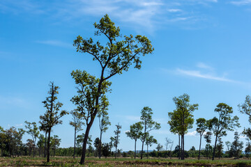 Obraz premium Trees in the field