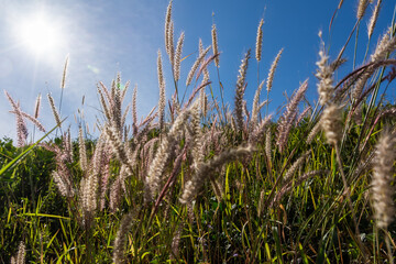 grass and sky