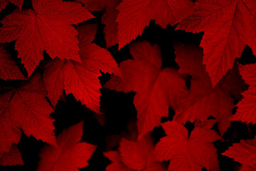 red maple leaf