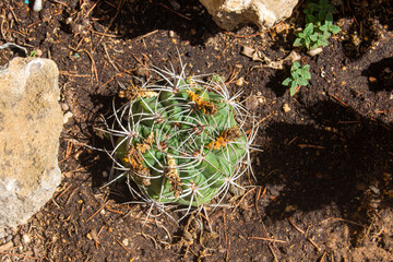Cactus en el jardín