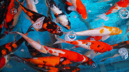 Colorful decorative fish float in fresh water