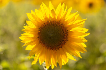 Fototapeta premium A Close Up Photograph of a Sunflower Head