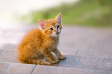 Ginger young kitten. Cute funny cat outside.