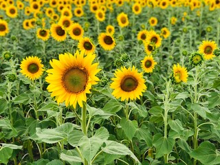 Obraz premium sunflower field in summer
