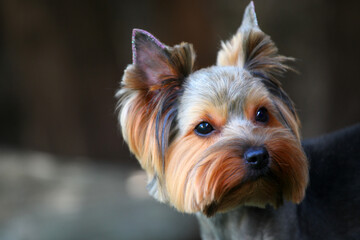 Fototapeta premium image of dog dark background 