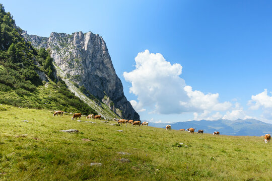 Almwiese mit Milchk&uuml;hen unterhalb eines Felsens in Tirol &Ouml;sterreich