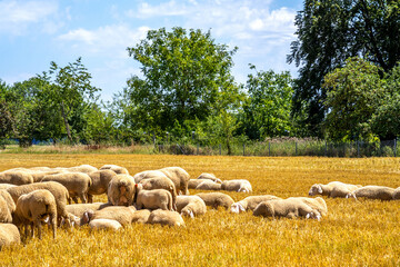 Schafherde 