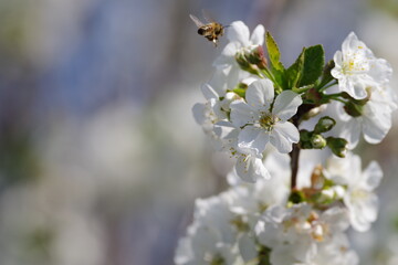 abeille volant vers les fleurs d'un griottier