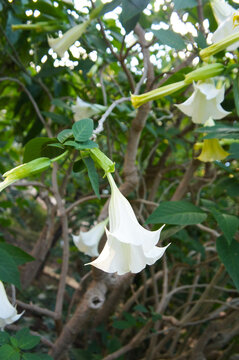 Brugmansia candida or angels trumpet tree  plant with white flowers vertcial