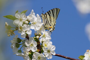 grand papillon jaune et noir buvant le nectar des fleurs d'un griottier