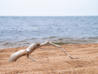 Dry white tree branch on the beach