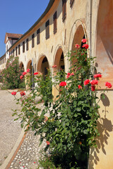 Badoere e rose rosse in Italia, Red roses in Badoere in Italy  