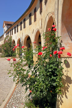 Badoere e rose rosse in Italia, Red roses in Badoere in Italy  