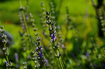 Close up of bunch of lavender flowers in blossom