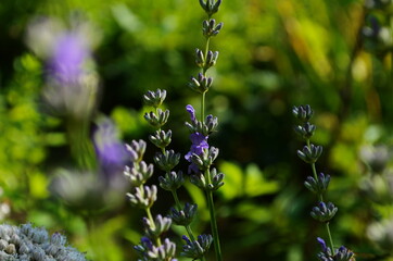 Close up of bunch of lavender flowers in blossom