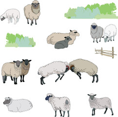 Collection of cute sheep and lambs. Isolated on a white background.