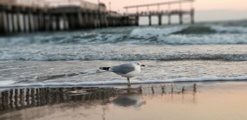 Seagulls of Coney Island,  Friendly, fearless and always curious.... 