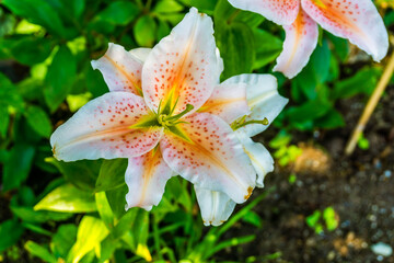 Spotted Flowers Close-up