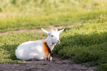 Obraz na płótnie Canvas goat on grass