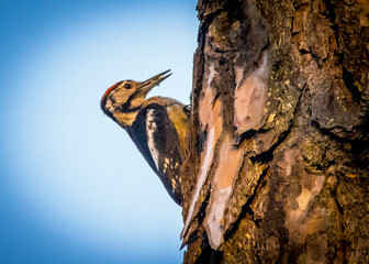 woodpecker holding worm