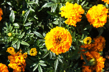 Tagetes erecta taishan gold aztec marigold yellow flowers background