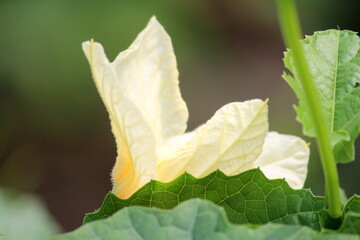 yellow leaf on green background
